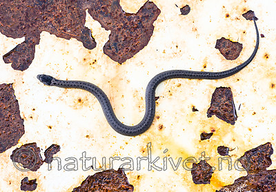 BB 14 0224 / Coronella austriaca / Slettsnok